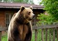 В Нижнеилимском районе зафиксирован факт выхода дикого животного к людям