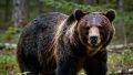 В Приангарье полицейские совместно с другими ведомствами ведут работу по обеспечению безопасности граждан в связи с выходами медведей в населенных пунктах