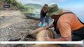 Спасенный на Байкале изюбрь Гриша обрел дом