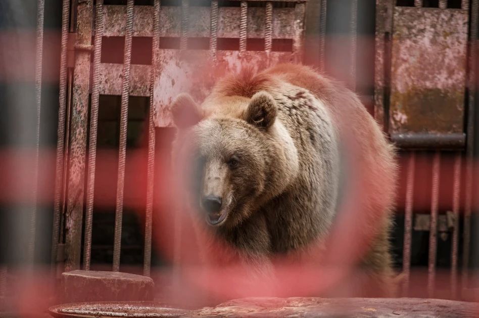 В двух районах Иркутской области зафиксировали выход медведей к людям