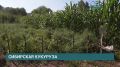 Создать собственный сорт кукурузы — такую амбициозную задачу поставили специалисты Россельхозцентра совместно с одним из агропредприятий Приангарья