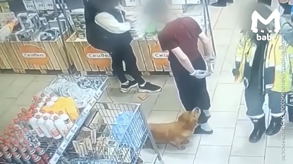 Собака искусала двухлетнего ребёнка в магазине в Усть-Илимском районе