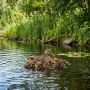 Уважаемые охотники!. Приближается открытие сезона охоты на водоплавающую дичь