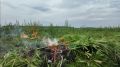 С полями дикорастущей конопли борются в Иркутской области