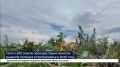 Почти 300 очагов произрастания конопли выявила полиция в Прибайкалье в 2026 году