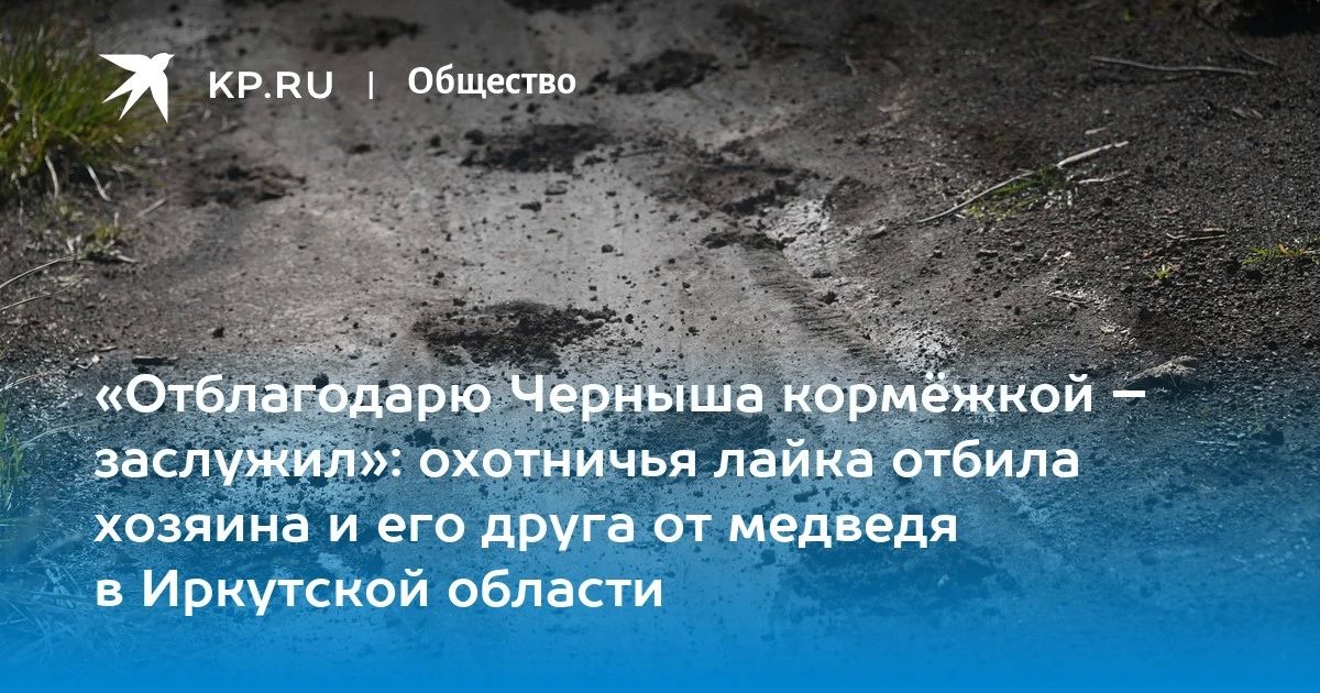 «Отблагодарю Черныша кормёжкой – заслужил»: охотничья лайка отбила хозяина и его друга от медведя в Иркутской области