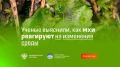 Биологи изучили, как мхи реагируют на стресс