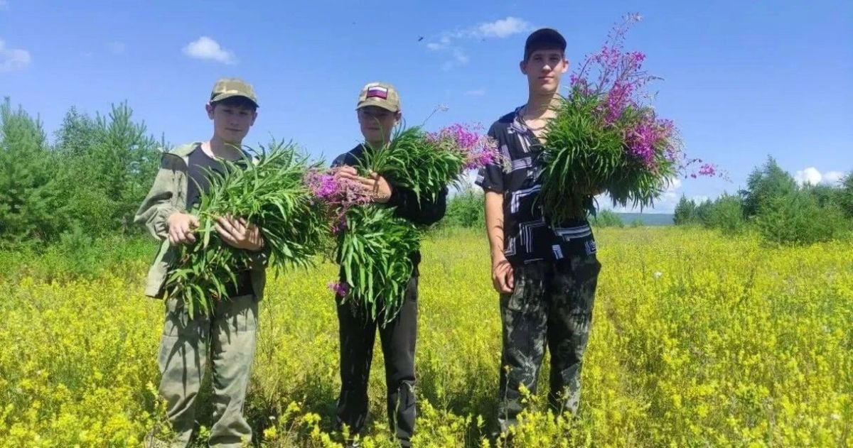 Школьники из Качугского района делают полезный копорский чай Школьники из Качугского района делают полезный копорский чай
