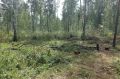 В Боханском районе завели дело о незаконной рубке леса