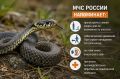 Двух человек укусили змеи в Приангарье