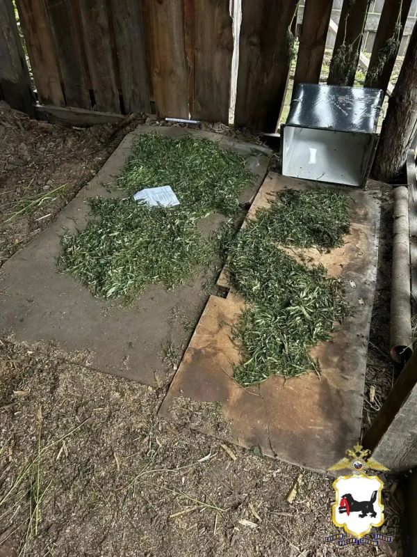В Зиме полицейские обнаружили наркооранжерею и изъяли более 400 граммов каннабиса В Зиме полицейские обнаружили наркооранжерею и изъяли более 400 граммов каннабиса