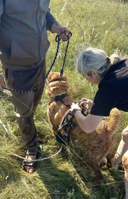Спасатели помогли двум собакам, попавшим в беду Спасатели помогли двум собакам, попавшим в беду