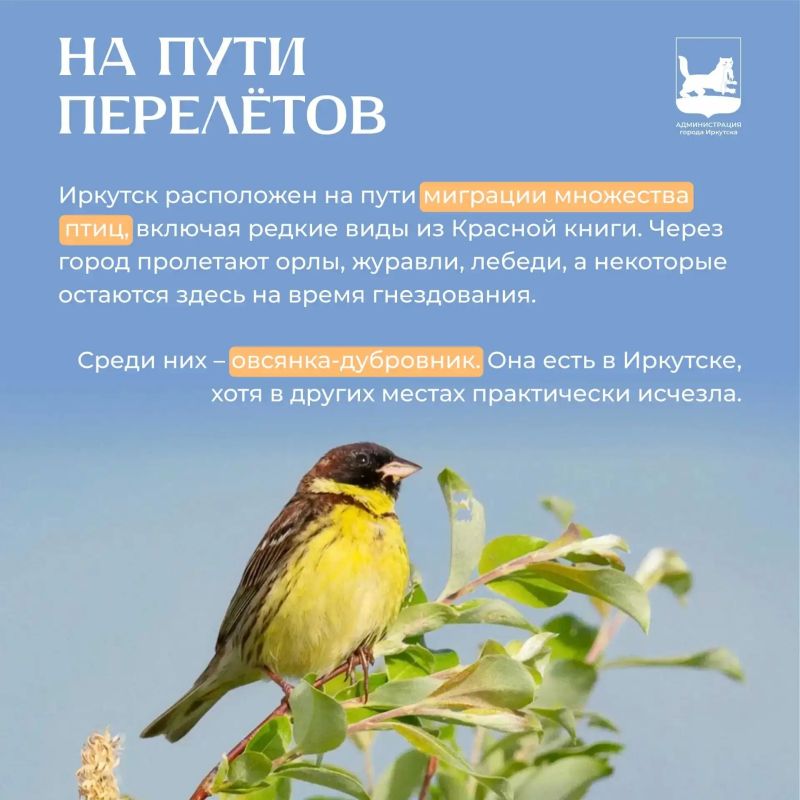 Вечером читаем #ИркутскийАлфавит, на очереди буква «Щ» Вечером читаем #ИркутскийАлфавит, на очереди буква «Щ»