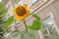 Иркутский подсолнух: яркое солнце на Карла Маркса