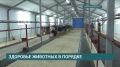 Иркутская область вновь признана благополучным регионом по пастереллезу крупного рогатого скота