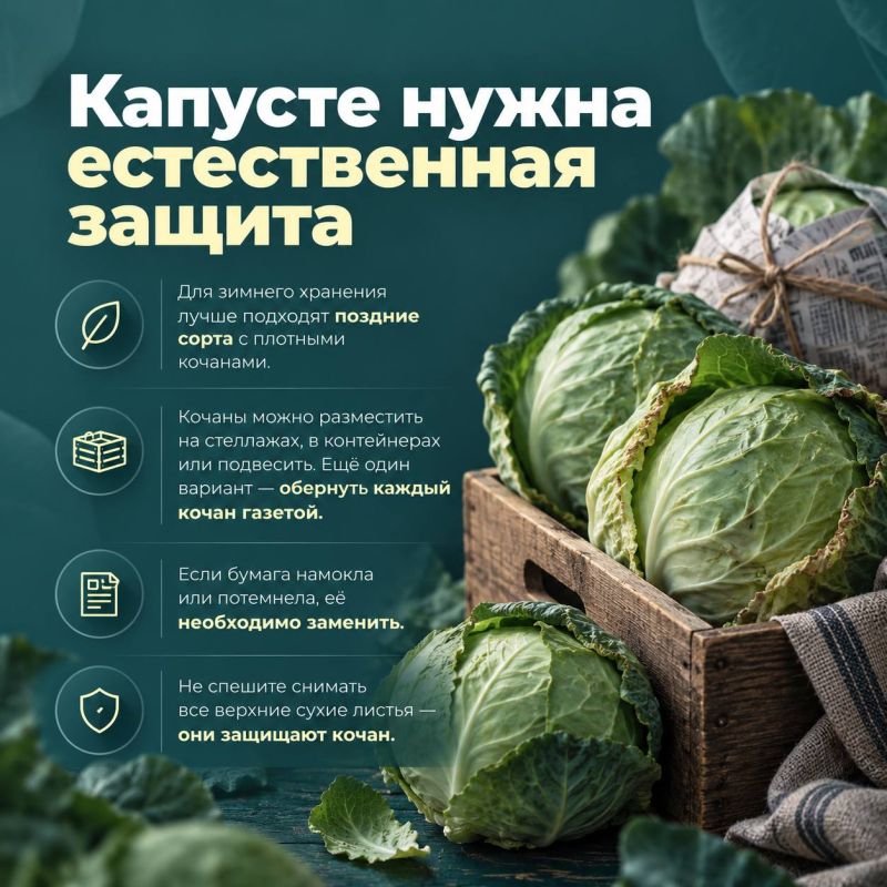 Как сохранить урожай до весны и не потерять его запасы? Как сохранить урожай до весны и не потерять его запасы?