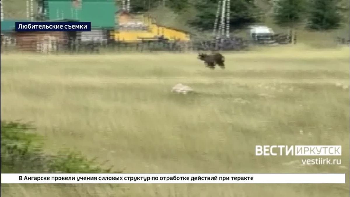 У детского сада в Ангарске минувшей ночью заметили медведя
