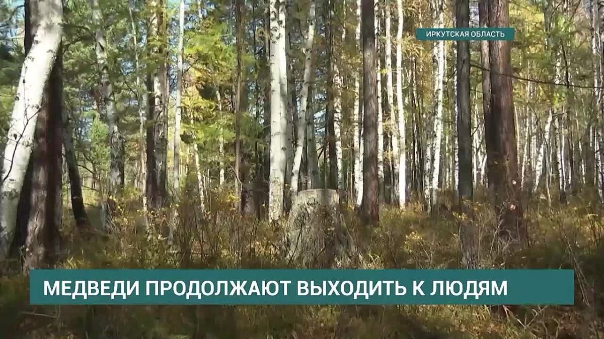 Только за минувшую пятницу полицейские зафиксировали 17 случаев выхода медведей к людям