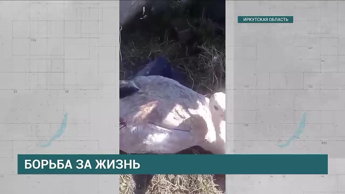 Ещё один пациент поступил в Иркутский зоопарк на днях – специалисты спасают молодого серого журавля