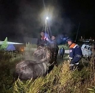 В Красноярском крае лошадь упала в открытый колодец В Красноярском крае лошадь упала в открытый колодец