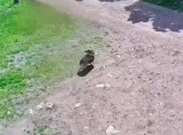 В Боханском районе перед судом предстанет местная жительница, отравившая бездомную собаку