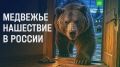 Медведи больше не прячутся в глухой тайге и все чаще выходят к людям