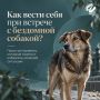 Что делать, если в городе встретилась агрессивная стая собак?