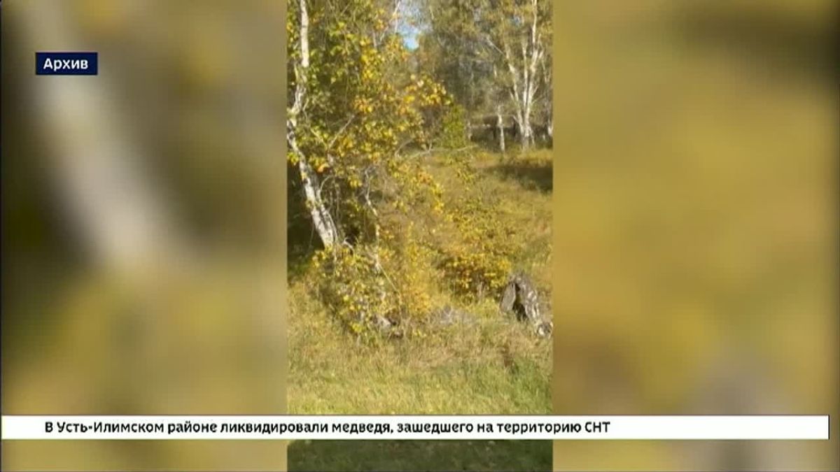 Очередная трагедия, связанная с выходами медведей произошла в Киренском районе