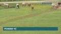 Режим ЧС ввели в Хомутовском округе из-за узелкового дерматита