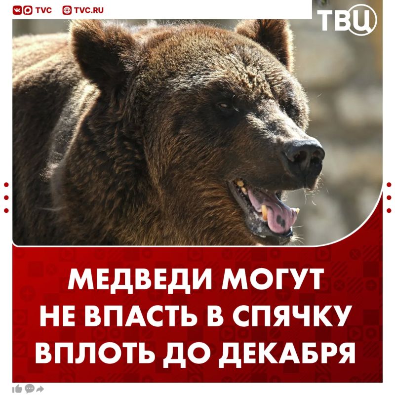 Охотники за сутки застрелили 12 медведей, представлявших опасность для людей в Бурятии, сообщили в Бурприроднадзоре