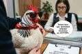 «Выстроить кур в шеренгу, а потом в МФЦ?»: что на самом деле значит учёт домашней птицы и о чём переживают сельские жители
