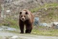 Комендантский час ввели в Байкальске Иркутской области из-за нападения медведей