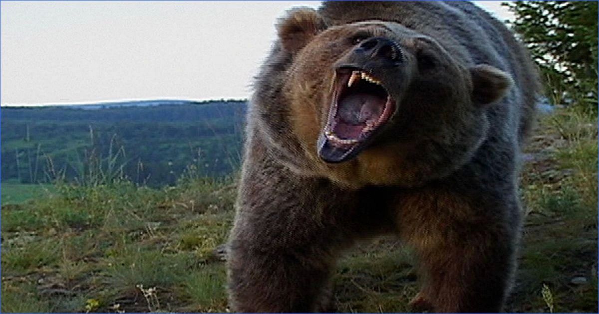 На всей территории Иркутской области ввели режим повышенной готовности из-за "нашествия медведей"