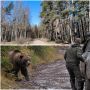 Жителей Байкальска будут возить на выборы в избирательные участки из-за нашествия медведей в Иркутской области