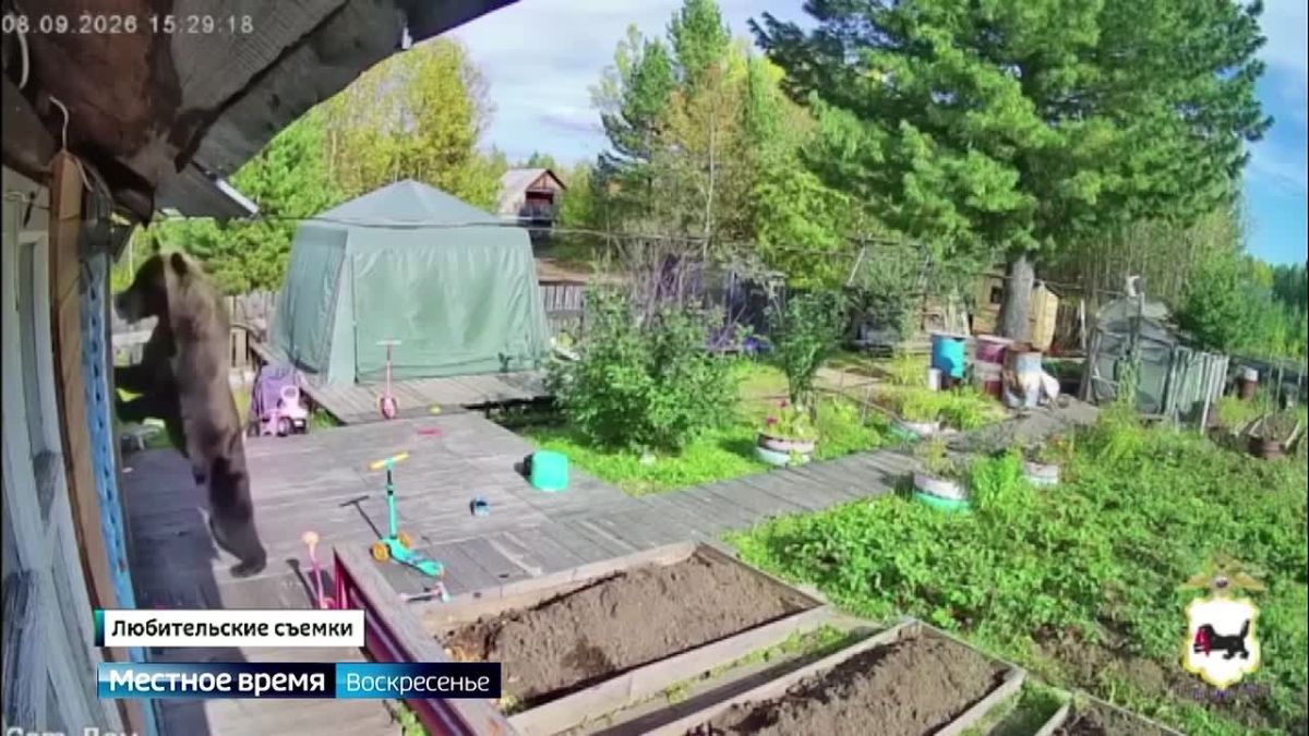 Три человека погибли от лап медведей за сентябрь в Киренском районе