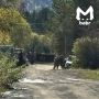 Медведь задрал собаку в поселке Иркутской области