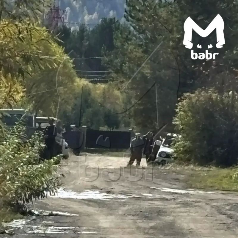 Медведь задрал собаку в поселке Иркутской области
