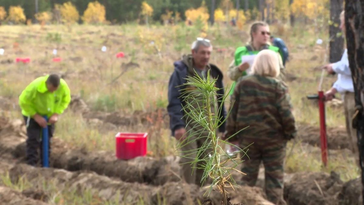 8,5 тысяч сеянцев сосны высадили волонтеры в Иркутском муниципальном округе