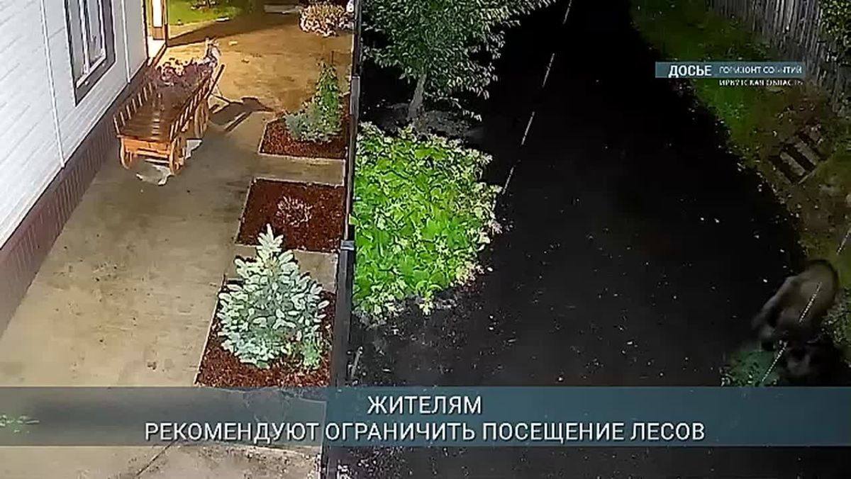 Полторы тысячи сообщений о выходах медведей к людям поступило в Иркутской области