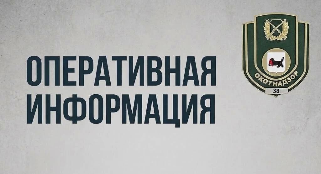 За прошедшие сутки в Систему-112 Иркутской области поступило 57 сообщений о появлении медведей