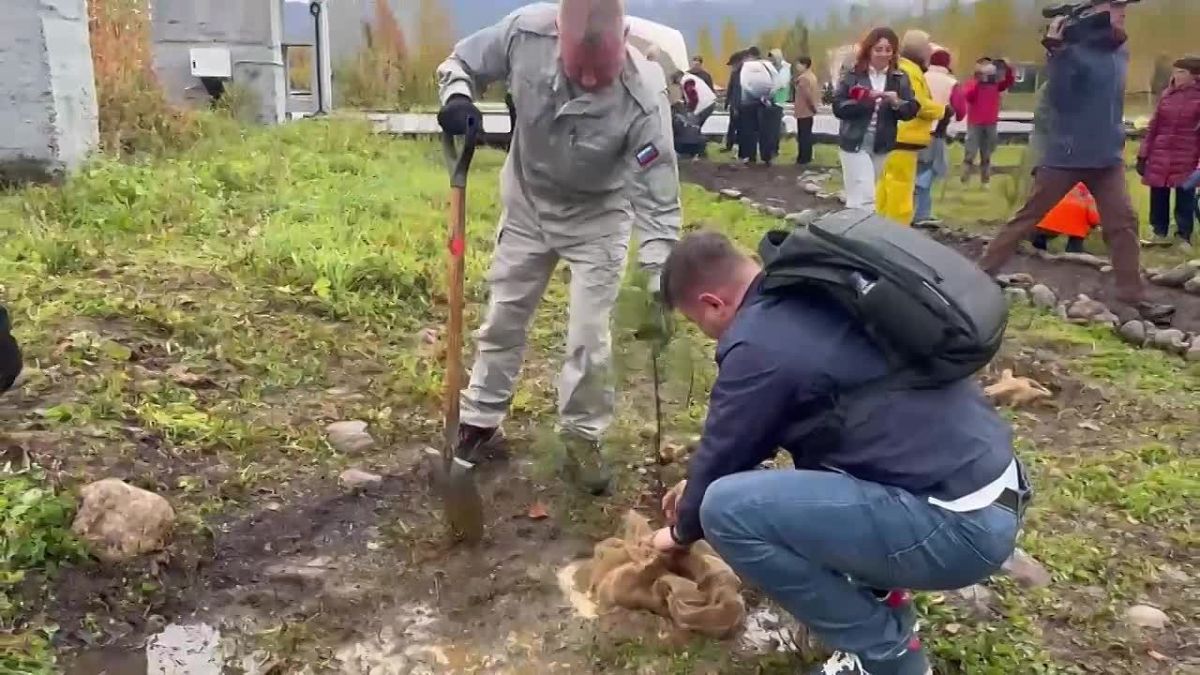Игорь Кобзев: Около 4 тыс. саженцев сосны высадили в Байкальске участники Международного лесовосстановительного форума «Экосистема Байкала – 2026»