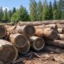 За соблюдением лесного законодательства в Приангарье будут следить беспилотники