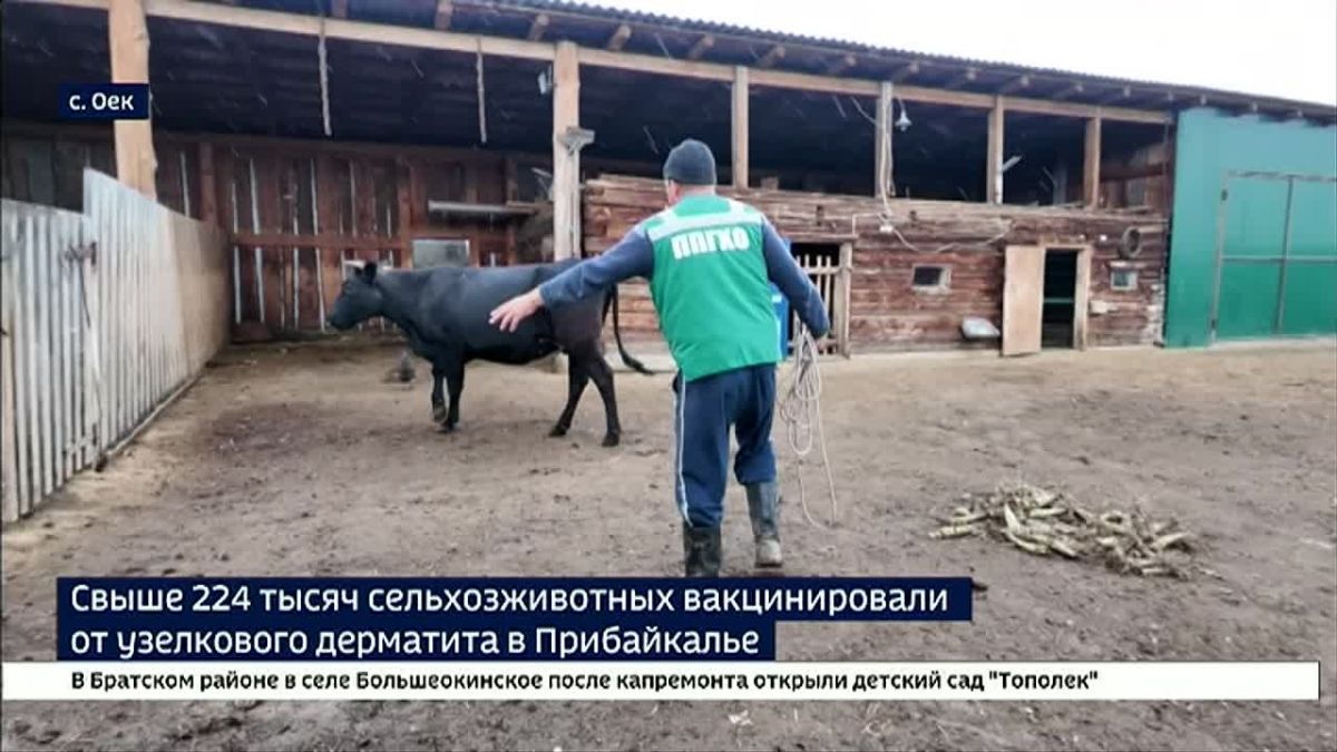 Укол здоровья. Свыше 224 тысяч сельхозживотных вакцинировали от ЗУДа в Прибайкалье