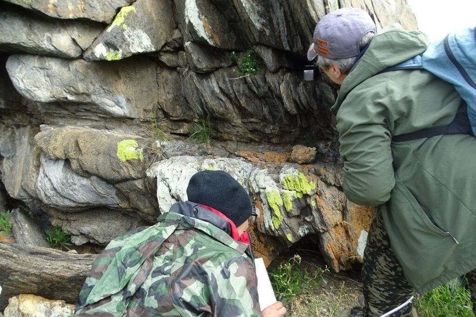 Редких ольхонских полевок отловили для восстановления популяции Редких ольхонских полевок отловили для восстановления популяции