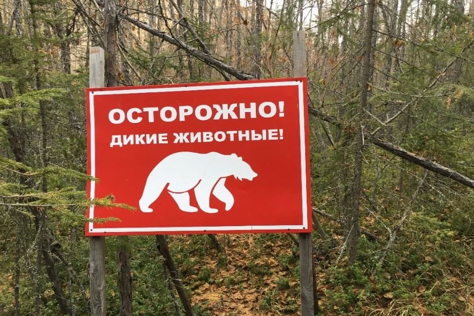 По тайге ходят десятки тысяч хищников: ситуация с медведями в Иркутской области на 4 октября
