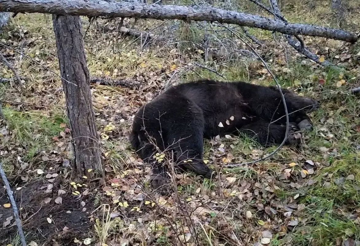Следователи СК проводят проверки по фактам нападения медведей