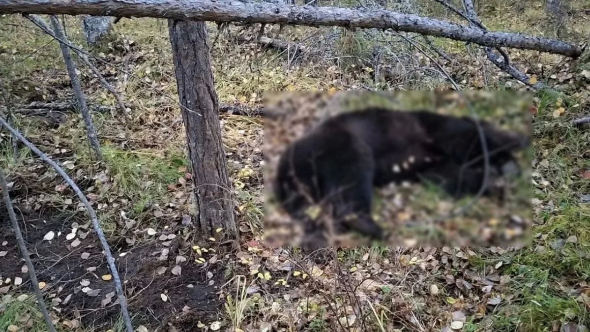 Медведь проник к работнику в жилой вагончик и жестоко растерзал его