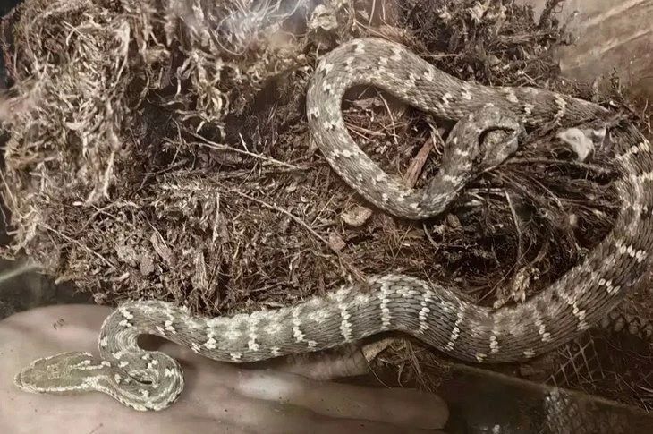 Думали, безобидный полоз, а оказался ядовитый щитомордник