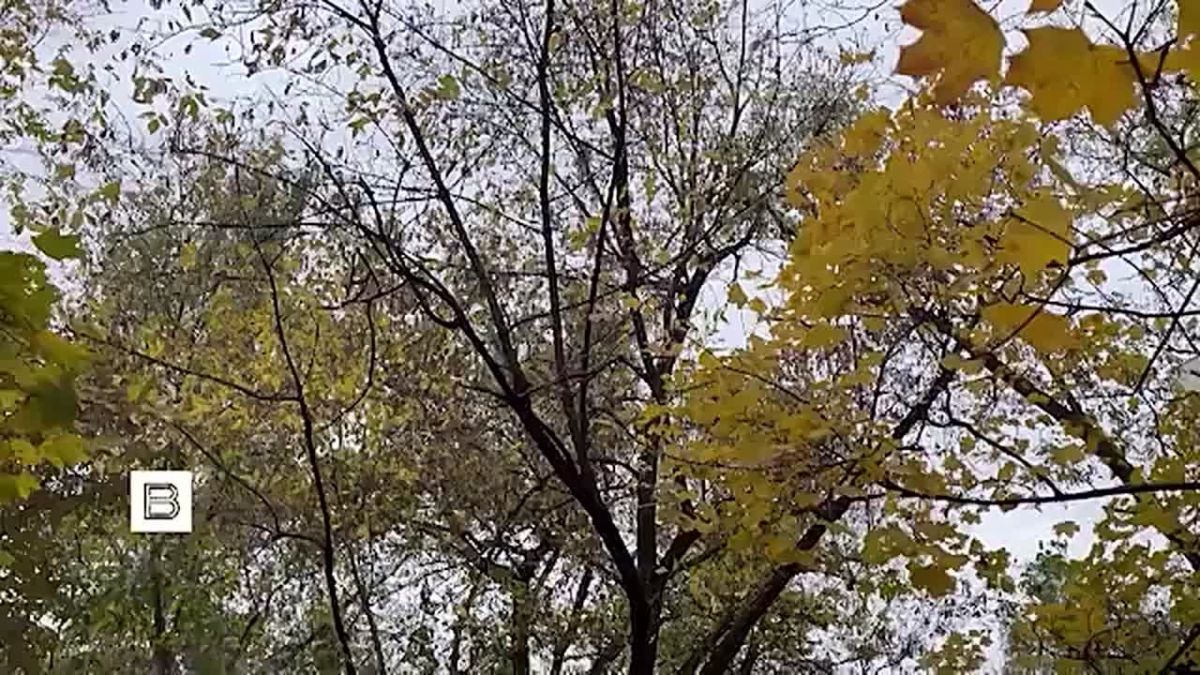 Осень — сезон простуд не только у людей, но и у животных