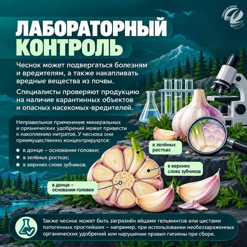 Как выбрать чеснок и сохранить его до весны Как выбрать чеснок и сохранить его до весны